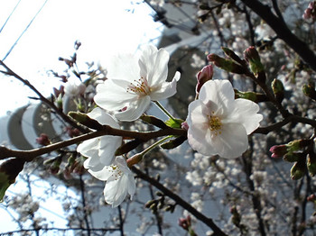 高津神社の祝い桜